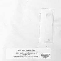Anisogramma vepris image
